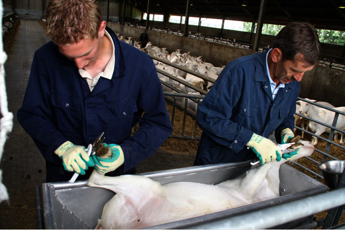 Twee personen knippen tegelijkertijd. - Zodat we sneller kunnen werken, dit zorgt voor rust in de stal!