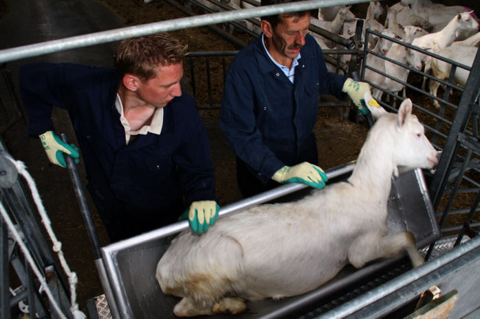 Wij proberen stress en paniek bij de dieren te voorkomen.