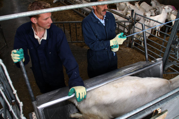 De geit is geknipt. - En kan weer terug naar de groep.