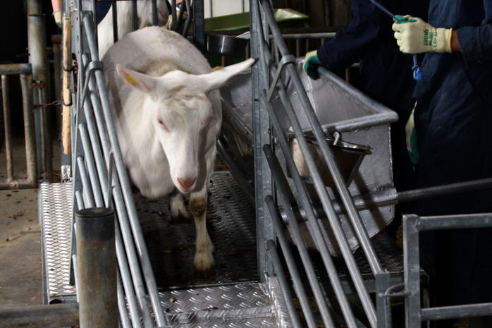 Alles verloopt vakkundig, rustig en snel. - Het welzijn van de geiten staat bij ons voorop!