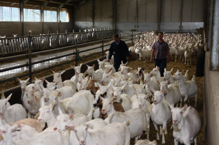 De boer helpt met de aanvoer van de geiten. - De geiten worden per groep geknipt.