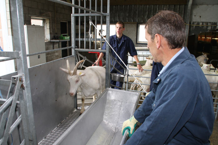In overleg, zorgen wij voor een derde persoon. - Wij kunnen dan rouleren, zodat we op een dag meer geiten kunnen knippen.