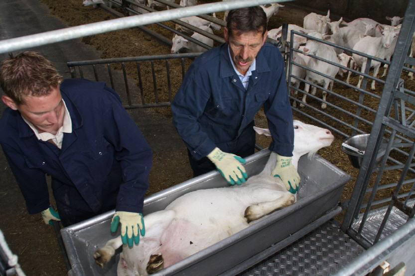De geit wordt in de klauwbehandelwagen gelegd.