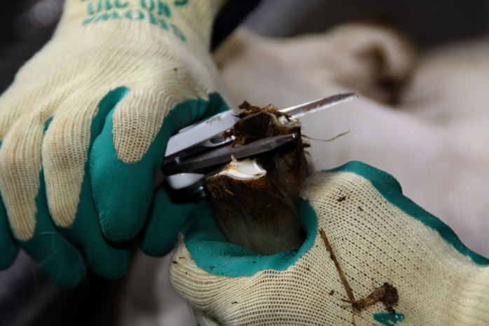 De hoefjes worden geknipt.